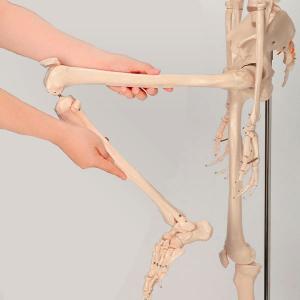 人体模型 骨格模型 キャスター付き 170cm...の詳細画像5