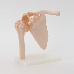人体模型 骨格模型 7ウェルネ 肩関節 模型 実物大 間接模型 骨格標本 骨模型 骸骨模型 人骨模型 骨格 人体 モデル ヒューマンスカル 骸骨｜nshop-y