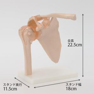 人体模型 骨格模型 7ウェルネ 肩甲骨 肩関節...の詳細画像3