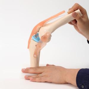 人体模型 骨格模型 膝関節 実物大 7ウェルネ...の詳細画像2