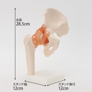 人体模型 骨格模型 7ウェルネ 股関節 模型 ...の詳細画像3