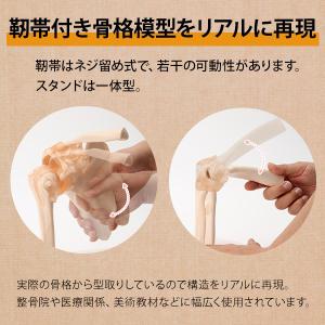 人体模型 骨格模型 7ウェルネ 股関節 模型 ...の詳細画像4