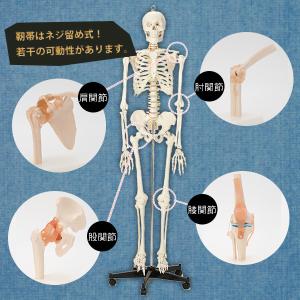 人体模型 骨格模型 7ウェルネ 股関節 模型 ...の詳細画像5