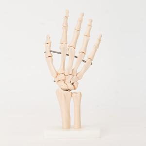人体模型 骨格模型 7ウェルネ 手関節 模型 実物大 間接模型 骨格標本 骨模型 骸骨模型 人骨模型 骨格 人体 モデル ヒューマンスカル 骸骨｜nshop-y