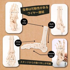 人体模型 骨格模型 7ウェルネ 足関節 模型 ...の詳細画像5