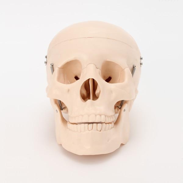 人体模型 骨格模型 間接模型 骨格標本 骨模型 骸骨模型 人骨模型 骨格 人体 モデル ヒューマンス...
