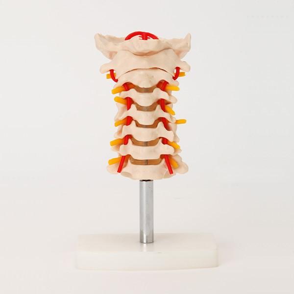 人体模型 骨格模型 7ウェルネ 頸椎 模型 実物大 間接模型 骨格標本 骨模型 骸骨模型 人骨模型 ...