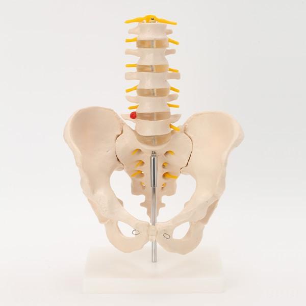 人体模型 骨格模型 7ウェルネ 骨盤 腰椎 模型 実物大 間接模型 骨格標本 骨模型 骸骨模型 人骨...