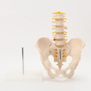 人体模型 骨格模型 7ウェルネ 骨盤 腰椎 模...の詳細画像2