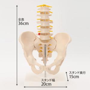 人体模型 骨格模型 7ウェルネ 骨盤 腰椎 模...の詳細画像3
