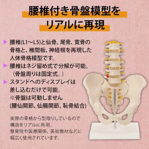 人体模型 骨格模型 7ウェルネ 骨盤 腰椎 模...の詳細画像4
