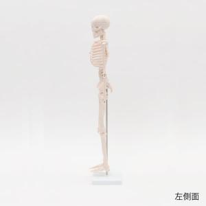 人体模型 骨格模型 7ウェルネ 全身骨格 模型...の詳細画像3
