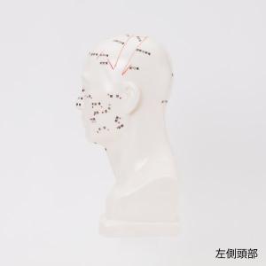 人体模型 経穴人形 7ウェルネ 頭部 鍼灸模型...の詳細画像1