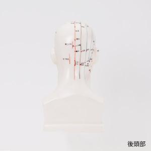 人体模型 経穴人形 7ウェルネ 頭部 鍼灸模型...の詳細画像2