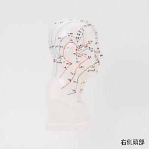 人体模型 経穴人形 7ウェルネ 頭部 鍼灸模型...の詳細画像3