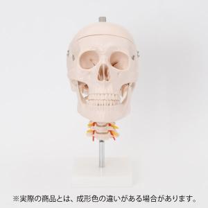 人体模型 骨格模型 7ウェルネ 頭蓋骨 模型 頸椎付