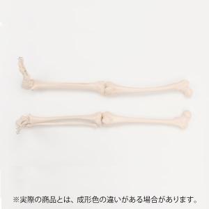 あすつく対応 人体模型 骨格模型 7ウェルネ 全身骨格 模型 1 2サイズ 高さ85cm 間接模型 骨格標本 骨模型 骸骨模型 人骨模型 骨格 人体 モデル 7エステnshop店 通販 Paypayモール