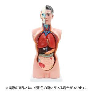 人体模型 内臓模型 7ウェルネ 男性 19パーツ 85cm 人体解剖 模型 胴体解剖モデル 人体標本 人体モデル 全身模型 全身標本 人体 内臓 トルソー