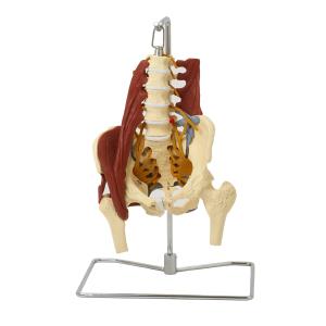 7ウェルネ 骨盤模型 人体模型 (主要筋靭帯神経付) 実物大 骨格模型 骨格標本 骨模型 骸骨模型 人骨模型 骨格モデル 人体モデルの商品画像