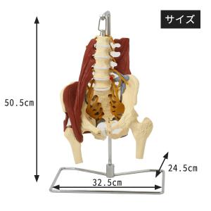 人体模型 骨格模型 7ウェルネ 骨盤模型 主要...の詳細画像1
