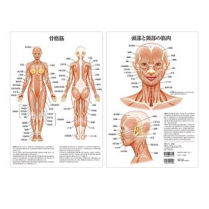 ポスター 骨格筋 頭部 / 頸部 の 筋肉 A3 サイズ 両面印刷 ラミネート加工 人体チャート 医学チャート 人体ポスター 人体解剖図 人体図