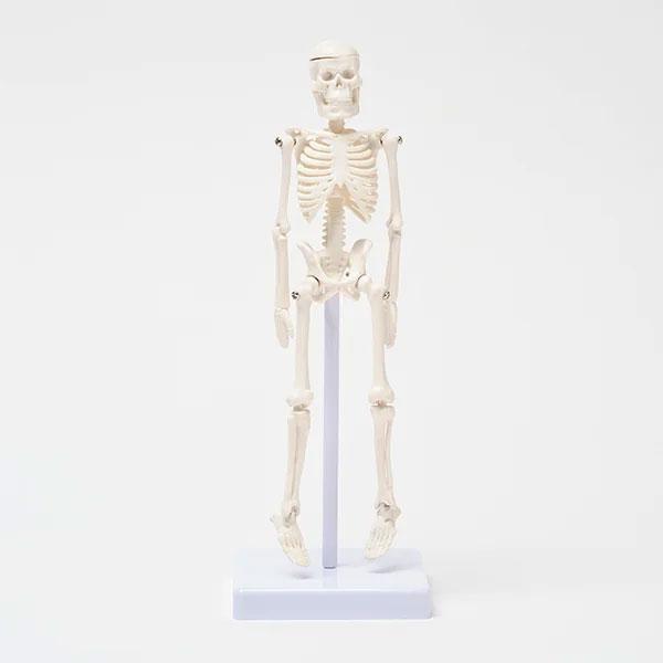 全身骨格模型 高さ22cm 人体模型 スタンド付き 人体模型 骨格模型 7ウェルネ 模型 標本 医学...