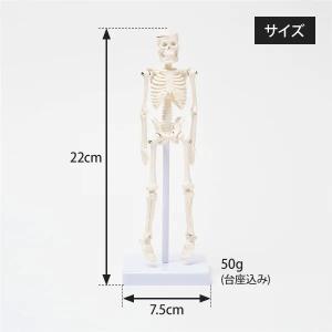 全身骨格模型 高さ22cm 人体模型 スタンド...の詳細画像3