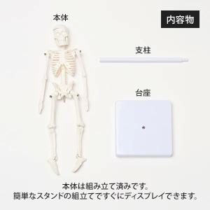 全身骨格模型 高さ22cm 人体模型 スタンド...の詳細画像2