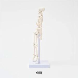 全身骨格模型 高さ22cm 人体模型 スタンド...の詳細画像4