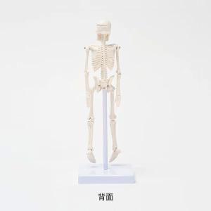 全身骨格模型 高さ22cm 人体模型 スタンド...の詳細画像5