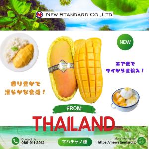 マンゴー苗　マハチャノック　12号特大 タイ産マンゴー（マハチャノック種）大玉12個入り 約4.5kg