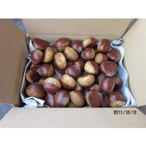 []山口県・岩国産生栗「岸根栗」Lサイズ-風袋重量2kg(出荷予定10/1〜10/25)