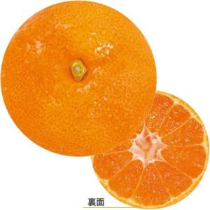 デザイン紙コースター D. ミカン No.964 100枚入 9642