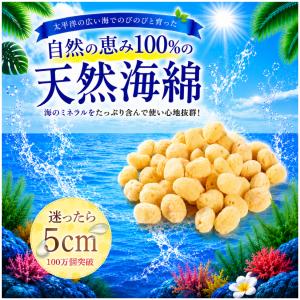 海綿 ドラッグストア スポンジ 天然 シルクサイズ9 特大 8〜9cm 大粒2