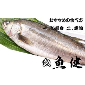 1 5キロ保証 丸ごと一匹スズキ 養殖 千葉県産等 お刺身 煮付 業務用に 沼津港 魚健 通販 Yahoo ショッピング