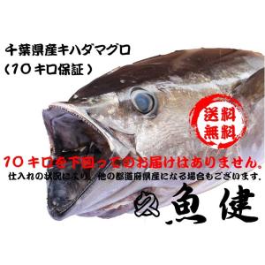 丸ごと一匹キハダマグロ（千葉県産等）お刺身・パーティー・業務用に