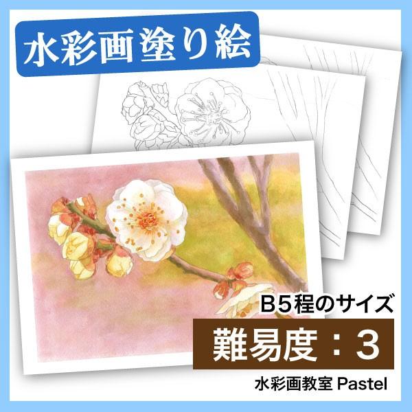 【大人の塗り絵 水彩 お花・植物画】梅の花2（B5水彩）