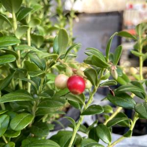 コケモモ リンゴンベリー 苗の商品一覧 通販 Yahoo ショッピング