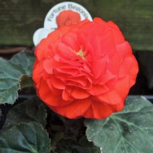 フォーチュンベゴニアの苗（赤花）｜nursery-store