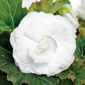 フォーチュンベゴニアの苗（白花）｜nursery-store