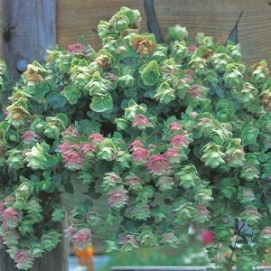 ドライフラワー オレガノケントビューティーの商品一覧 通販 Yahoo ショッピング