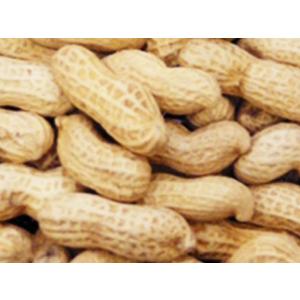 1kg さや付落花生の詳細画像2