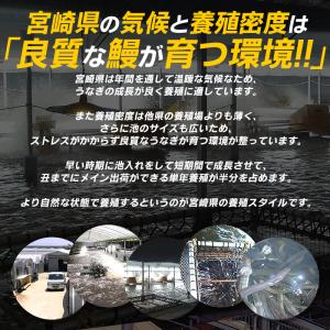 うなぎ 鰻 国産 蒲焼き 5尾 鰻の蒲焼 うな...の詳細画像4