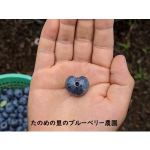 ブルーベリー　1kg　長野県　信州産　国産　生果　朝摘み　新鮮　産地直送