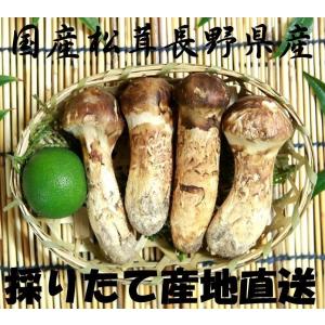 厳選 松茸 国産 長野県 信州 伊那谷 産地直送 100g 全国一律送料無料 2021年 南アルプス 中央アルプス 山の幸 きのこ 天然 自生 手作り木箱入り