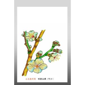 花 イラスト ポストカード 絵葉書 イラスト画「ふる里の花」和歌山県（うめ）｜obikura