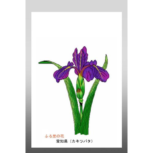 花 イラスト ポストカード 絵葉書 イラスト画「ふる里の花」愛知県（カキツバタ）