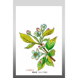 花 イラスト ポストカード 絵葉書 イラスト画「...の商品画像