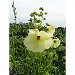 トロロアオイ（花オクラ）の種（20粒）