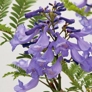 ジャカランダ 苗の商品一覧 通販 Yahoo ショッピング